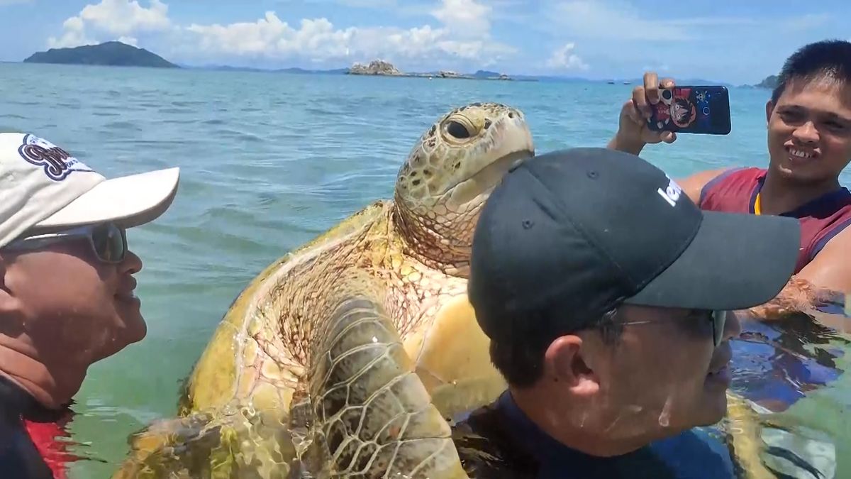 Turista na Filipínách nepatřičně pózoval s ohroženou želvou. Hrozí mu pokuta